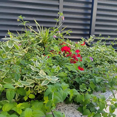 Maboka Apartmán Zadar